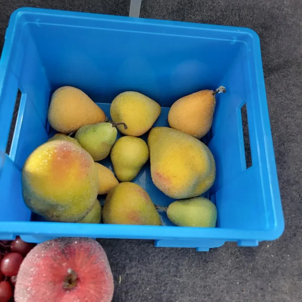 Unbranded vtg fruit